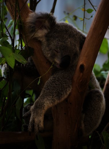 Koala Sleeping Magnetic Island