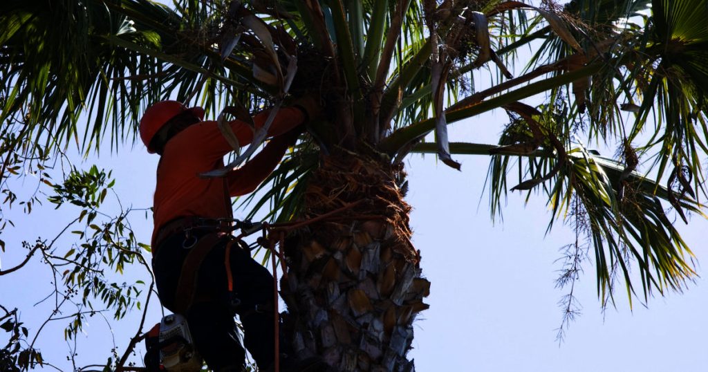 Professional Arborist for Palm Tree Removal Magnetic Island